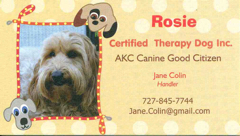 photo of Rosie, an australian labradoodle therapy dog